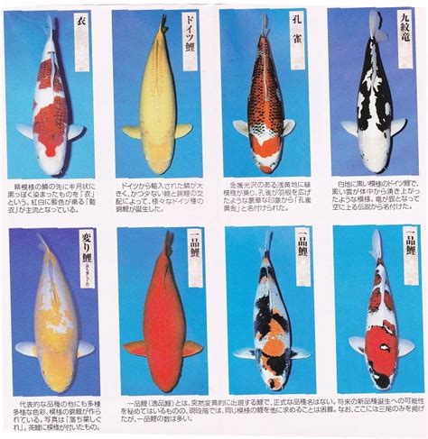 錦鯉魚|錦鯉の種類 人気品種は？錦鯉の違い・見分け方を徹底解説！ 